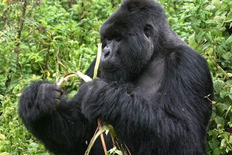 Gorilla - Volcanoes National Park