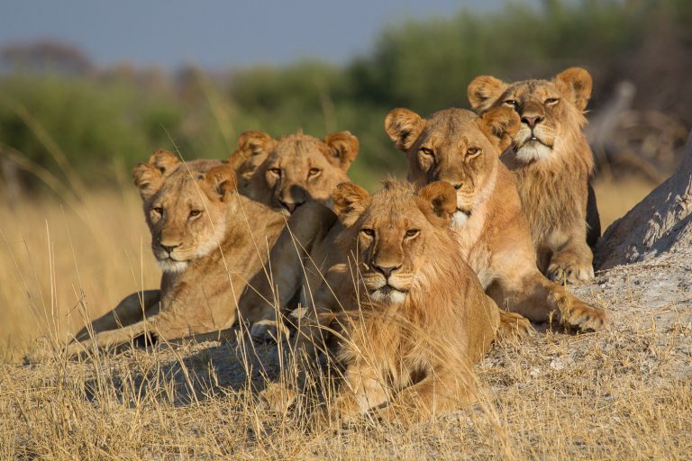 Lion Pride - Hangwe Natioal Park