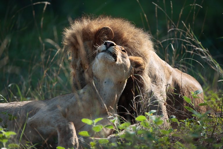 Lions at Gonarhezu