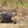Lions eating buffalo in Masai Mara