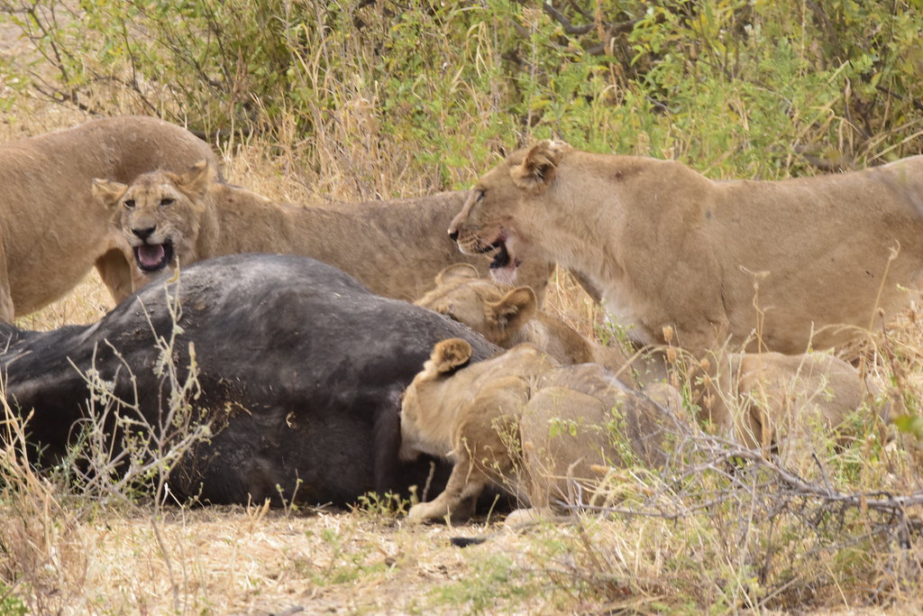 Lions eating buffalo in Masai Mara
