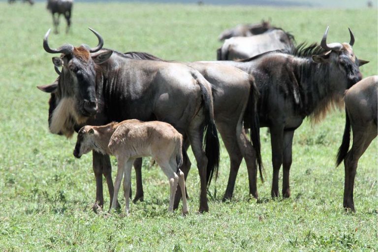 Peak Calving and Photography Season