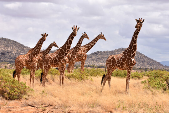 Reticulated giraffe in Samburu National