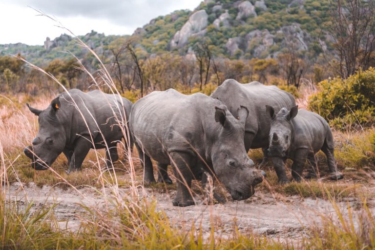 Rhinos at Matobo Hills Granite Domes