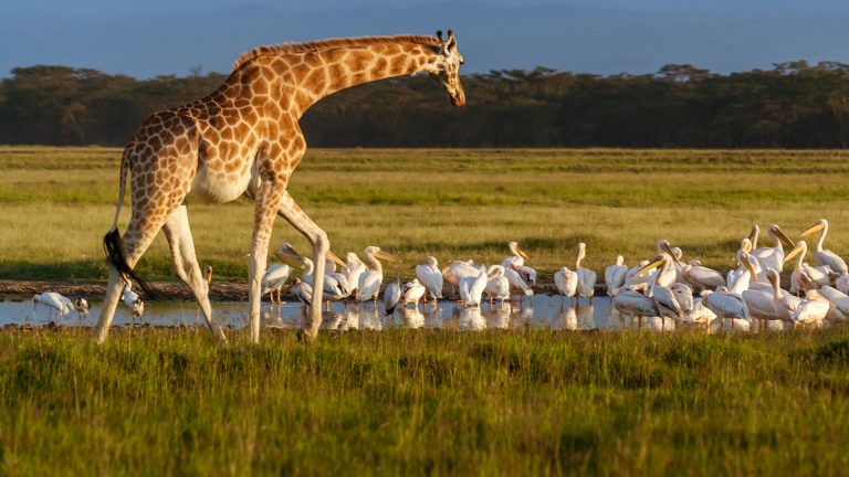 Rothschilds giraffe - Lake Nakuru National Park