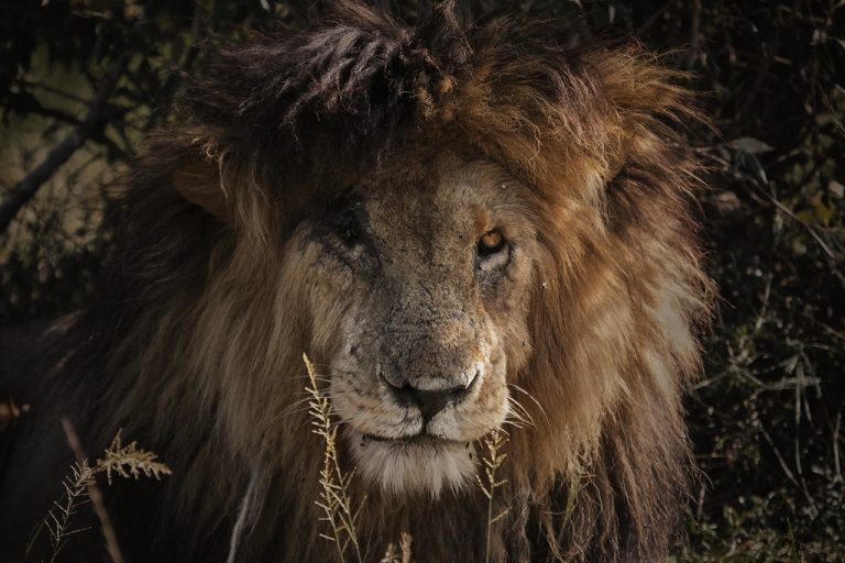 Scarface the Lion