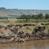 The Great Migration - Masai Mara