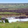 The Great Migration - Masai Mara