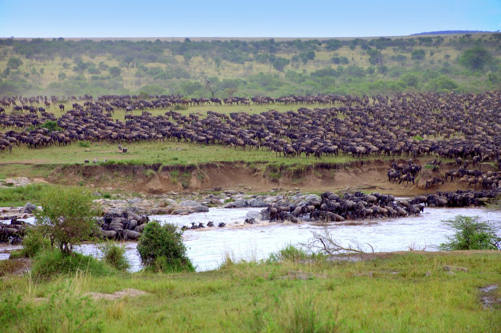 The Great Migration - Masai Mara