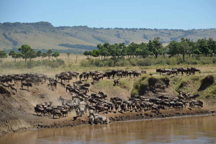 The Great Migration - Masai Mara