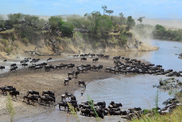 The Great Migration - River Crossing