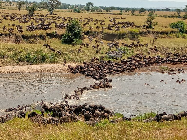 The Great Migration - Serengeti