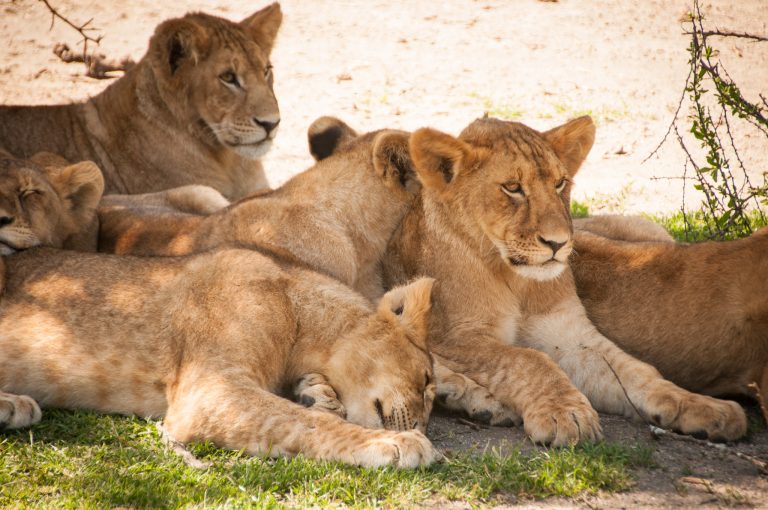 There are many lions in Serengeti National Park - Tanzania