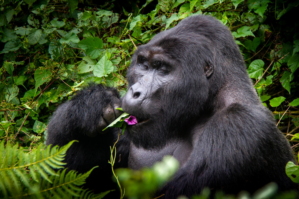 Uganda and Rwanda Gorilla Trekking