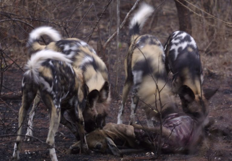 Wild dogs at Gonarezhou National Park