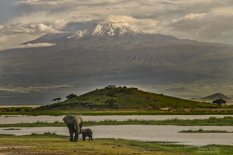 Wildlife at Mount Kilimanjaro