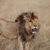 Scarface Masai Mara's Legendary Lion