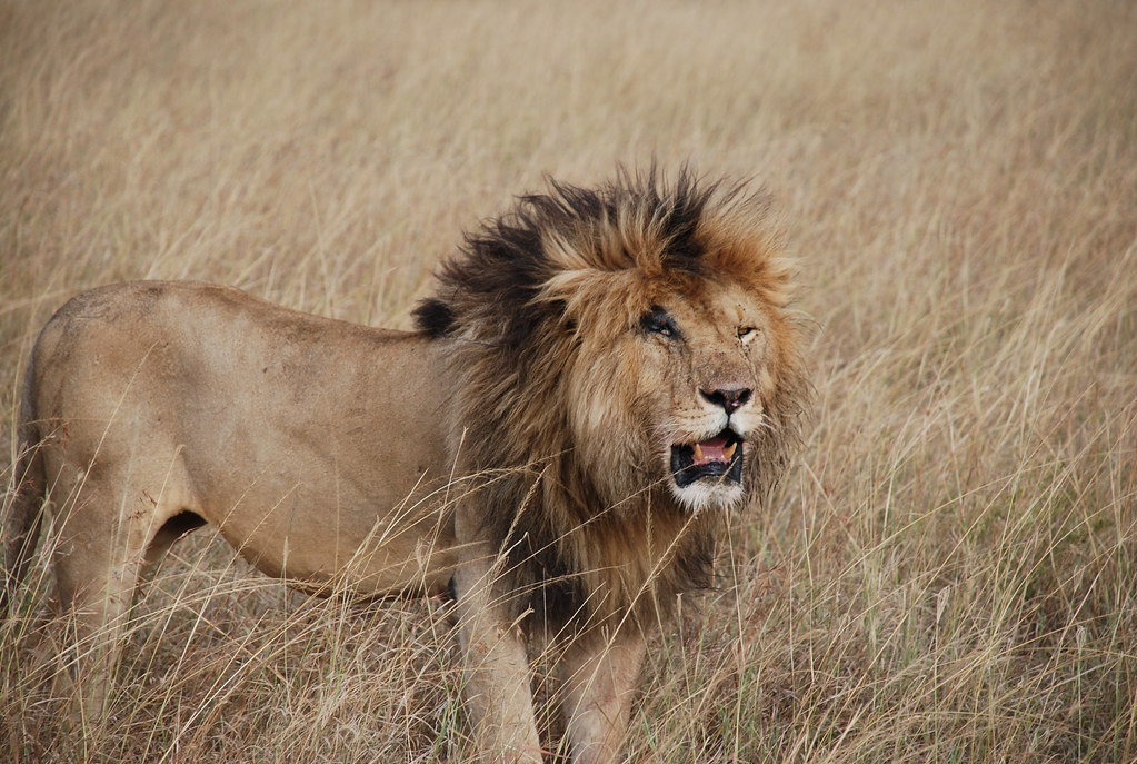 Scarface Masai Mara's Legendary Lion