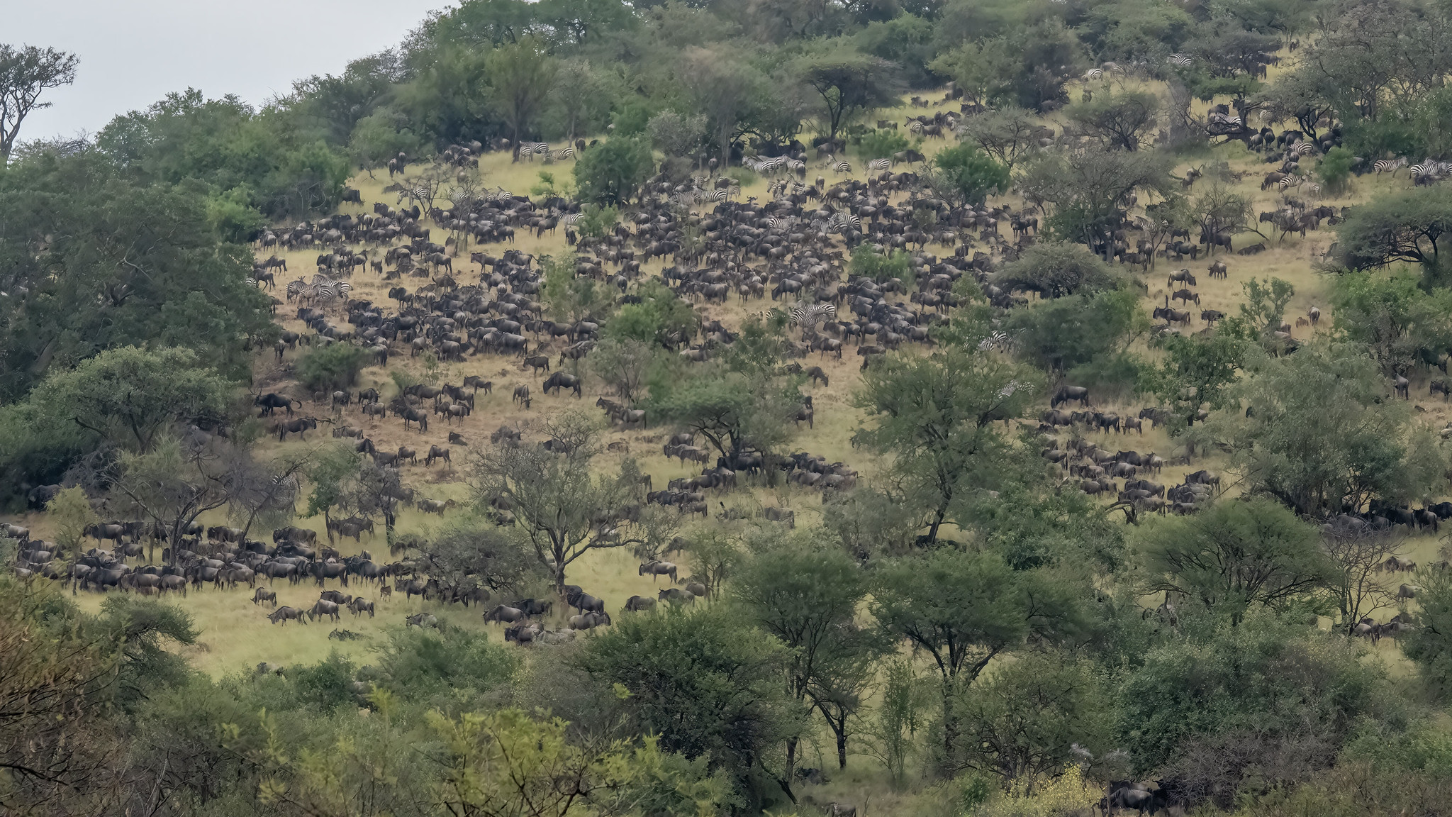 1 Week Masai Mara Self-Drive Safari Itinerary Wildebeest River Crossing