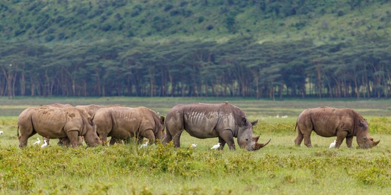 A herd of white rhinos at Lake Nakuru.jpg
