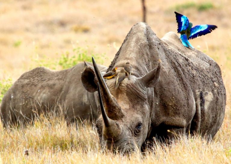 Black rhinos at Rhino Ridge - Masia Mara