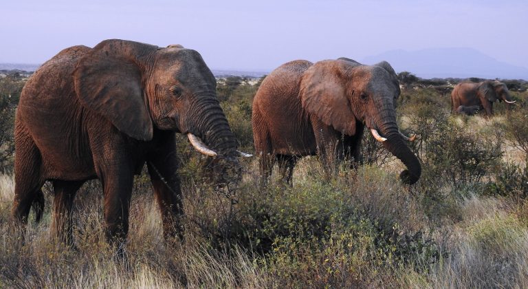 Elephants at Buffalo Springs Reserve, Kenya.