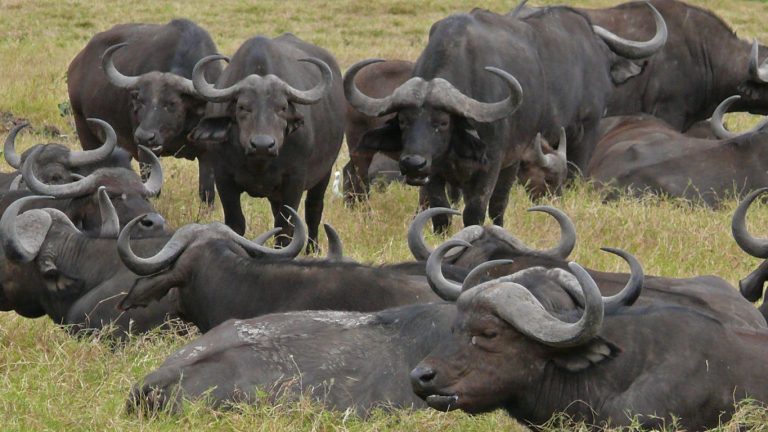 Bullalo at Buffalo Springs