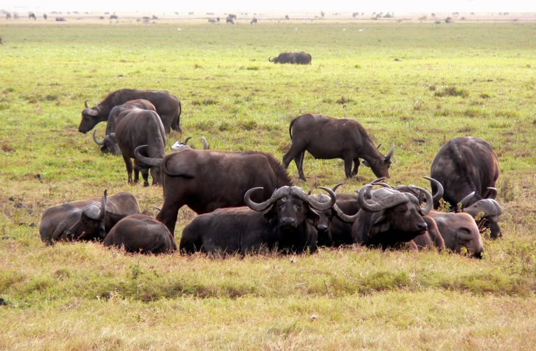 Cape Buffalo - Amboseli National Park