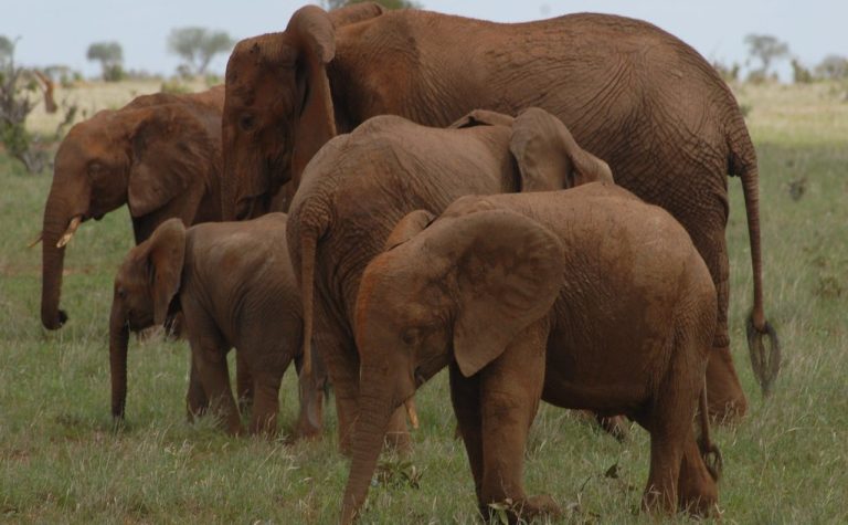 Elephants at Tsavo National Park