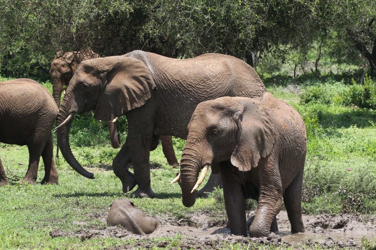 Elephants in Masai Mara