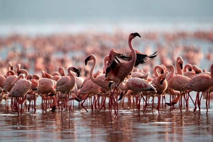Flamingos at Lake Naivasha