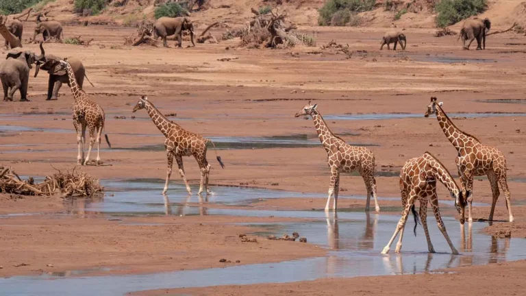Giraffes and other Wildlife at Samburu National Reserve