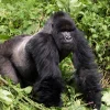 Do Gorilla Trekking in Bwindi National Park, Uganda