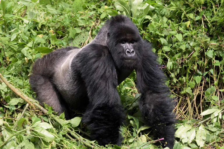 Gorilla Trekking in Uganda