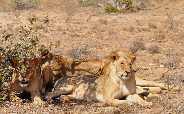 Lions at Tsavo National Park