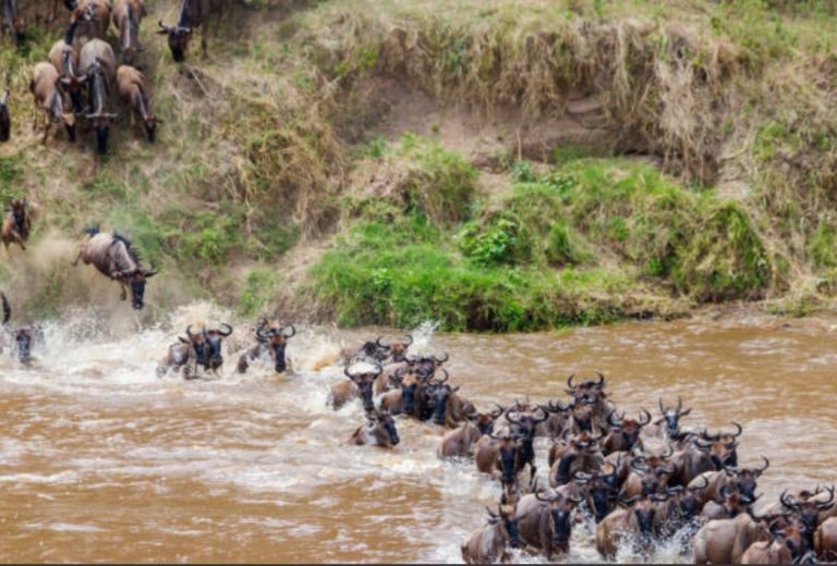 Mara—River Crossing in Kenya