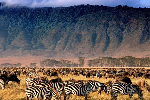 Ngorongoro Crater