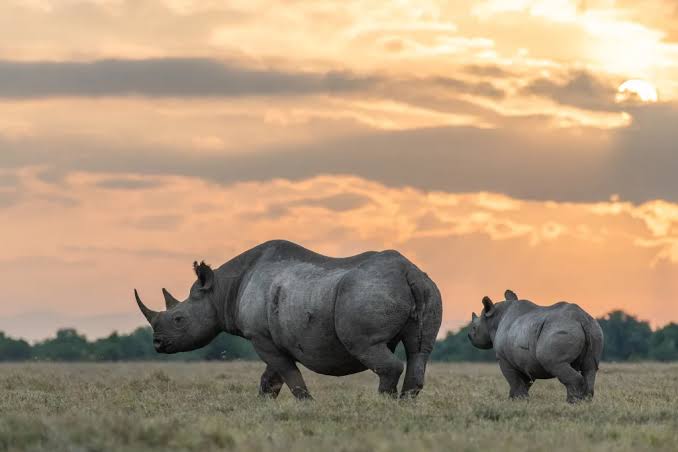 Ol Pejeta Black Rhino