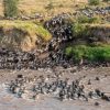 Peak Wildebeest Mara River Crossing (Aug–Sept)