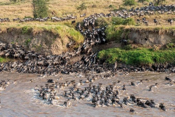 Peak Wildebeest Mara River Crossing (Aug–Sept)