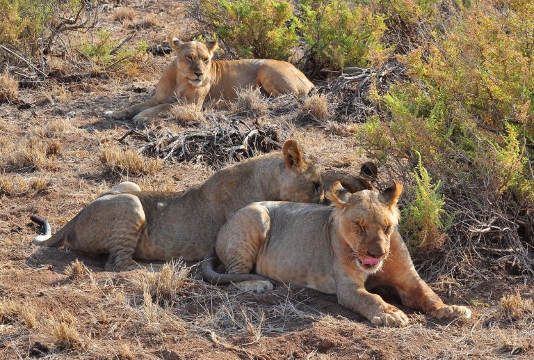 Pride of Lions in Samburu
