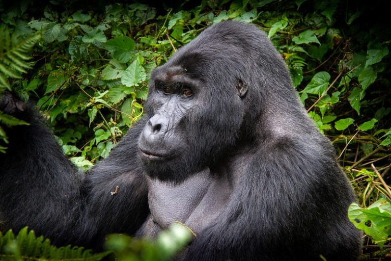 Silverback in Bwindi NP _ Uganda