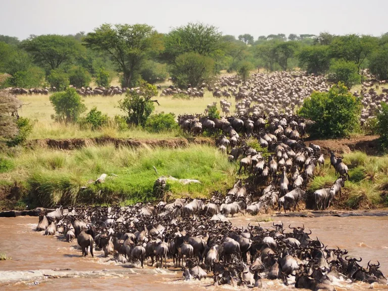 The Great Gildebeest Migration—Maasai Mara