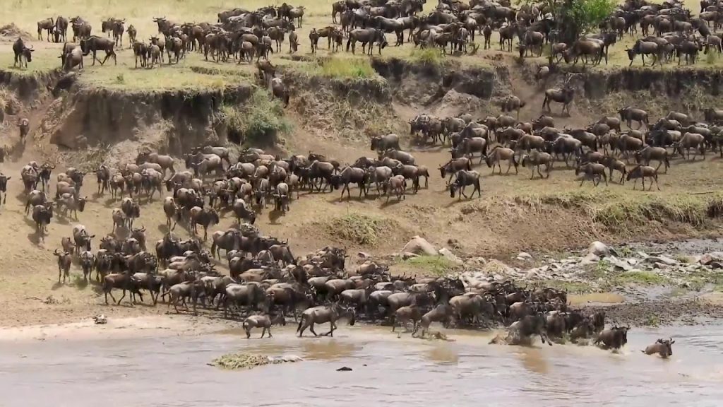 Wildebeest Migration—Mara Triangle