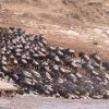 Wildebeest in Masai Mara