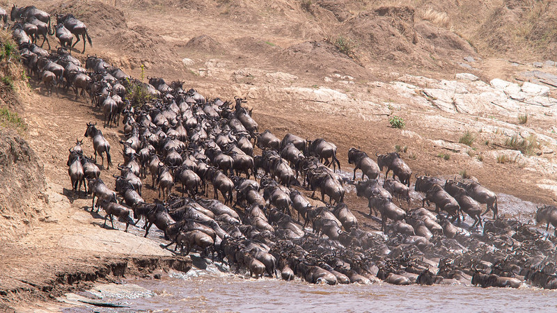 Wildebeest in Masai Mara