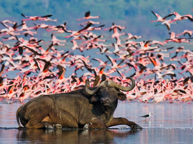 Wildlife at Lake Nakuru