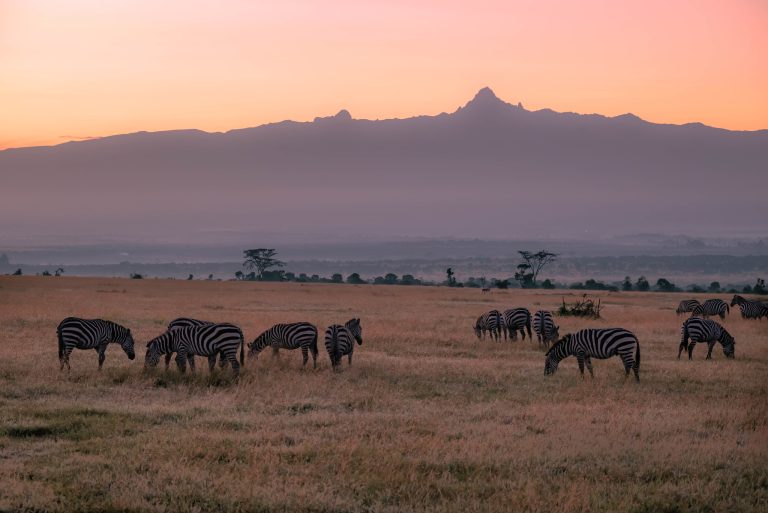 Zebras at the foot of Mount Kenya