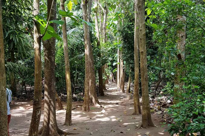 A Spice Farm in Zanzibar