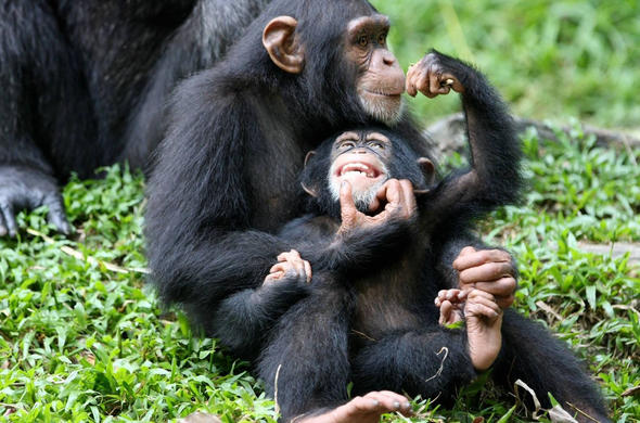 Chimpanzee Tracking in Kibale, Uganda